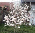 DSC03674 - 2013-04-24 - magnolie vollblüte.jpg