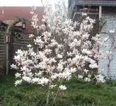 DSC03674 - 2013-04-24 - magnolie vollblüte.webp