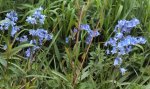 DSC03702 - 2013-05-10 - span hasenglöckchen blau.JPG