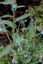 DSC03712 - 2013-05-10 - beinwell blau aus sh.webp