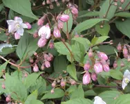 DSC03715 - 2013-05-10 - deutzia.webp