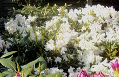 DSC03733 - 2013-05-23 - horti weiß.webp