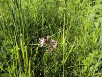 DSC03736- 2013-05-23 - kuckuckslichtnelke.webp