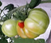 Tomate Teufelchen.webp