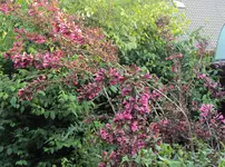 DSC03759 - 2013-06-08 - weigelie rot.webp