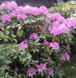 DSC03760 - 2013-06-08 - horti rosa.webp