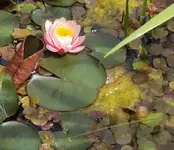 DSC03791 - 2013-06-18 - erswte seerose.webp
