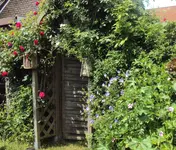 DSC03802 - 2013-06-19 - durchgang blüten.webp