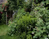 DSC03830 - 2013-06-26 - pforte im Insektenparadies.webp
