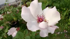 WP_20130810_006.webp