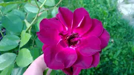 WP_20130810_007.webp