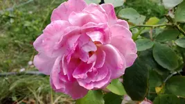 WP_20130810_008.webp
