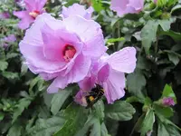 035.webp