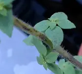 Oregano schwarze Punkte.webp