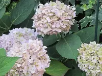 041.webp