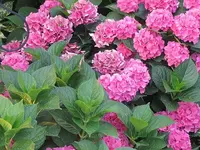 033.webp