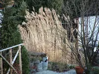 Haus 066.1.webp