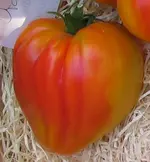Orange-Russian-1.webp