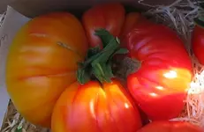 Orange-Russian-2.webp