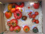 Tomatenernte-10_8_13.jpg