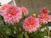 P1080317.webp