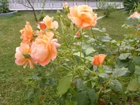 P1080321.webp
