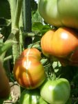 Tomaten 2013 001.jpg