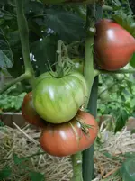 Tomaten 2013 002.webp