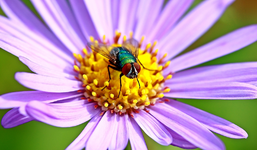 Goldfliege auf Aster_1024.webp