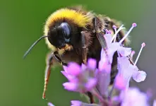 Hummel an Salbei3_1280.webp