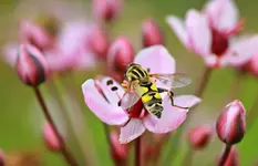 Schwebfliege an Schwanenblume_1280.webp