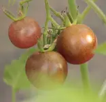 Black cherry 130811.webp
