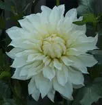 erste Dahlie 130811.webp