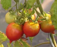 gekaufte Tomate_3.webp