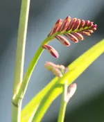 Knospe dunkle Montbretie.webp