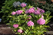 lila_pink Hortensie.webp