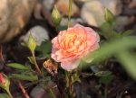 Mini Rose 130811.jpg