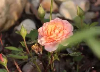 Mini Rose 130811.webp
