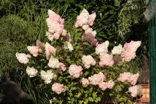 Vanille fraise 130811.webp