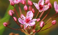 Schwanenblume_Binsengewächs_1024.webp