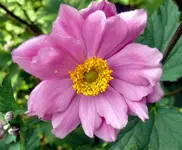 Blumen Herbstanemone1.webp