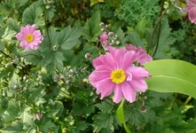 Blumen Herbstanemone.webp