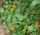 Blumen Kapuzinerkresse.webp
