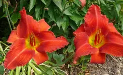 Blumen Lilien.webp