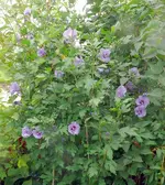 Blumen Malve.webp