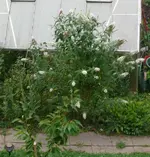 Blumen Sommerflieder1.webp
