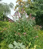 Blumen Sommerflieder2.webp