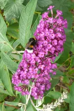 Blumen Sommerflieder.webp