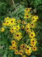 Blumen Sonnenhut1.webp