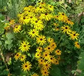 Blumen Sonnenhut.webp